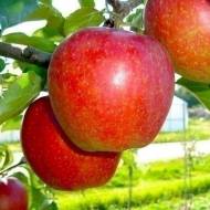 Саджанець Яблуня Апачі в контейнері